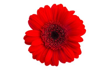 Güzel Gerbera beyaz arka planda izole edilmiş.