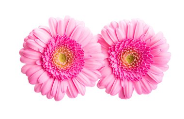 Pembe gerbera beyaz arkaplanda izole