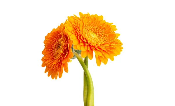 Gerbera Pomponi Aislado Sobre Fondo Blanco — Foto de Stock