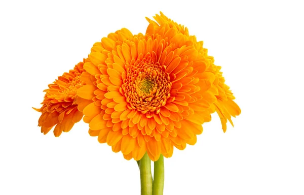 Gerbera Pomponi Isolado Sobre Fundo Branco — Fotografia de Stock