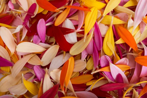 Colored Background Gerbera Petals Closeup — Stock Photo, Image