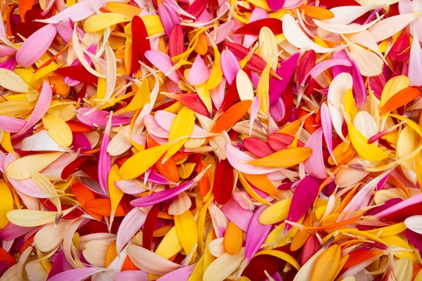 Färgad Bakgrund Gerbera Kronblad Närbild — Stockfoto