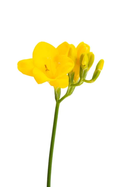 Gul Freesia Isolerad Vit Bakgrund — Stockfoto