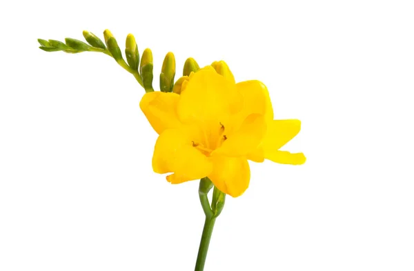 Gul Freesia Isolerad Vit Bakgrund — Stockfoto