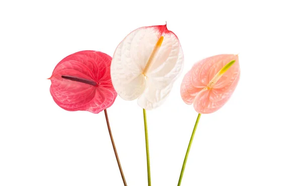 Mooie Anthurium Bloem Geïsoleerd Witte Achtergrond — Stockfoto