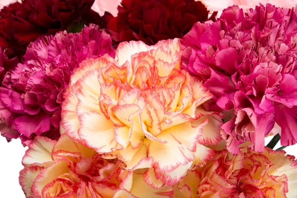 Carnation Close Isolated White Background — Stock Photo, Image