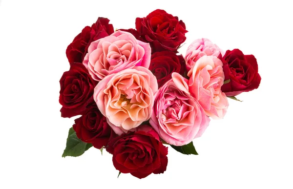 Vackra Rosa Rosor Isolerade Vit Bakgrund — Stockfoto