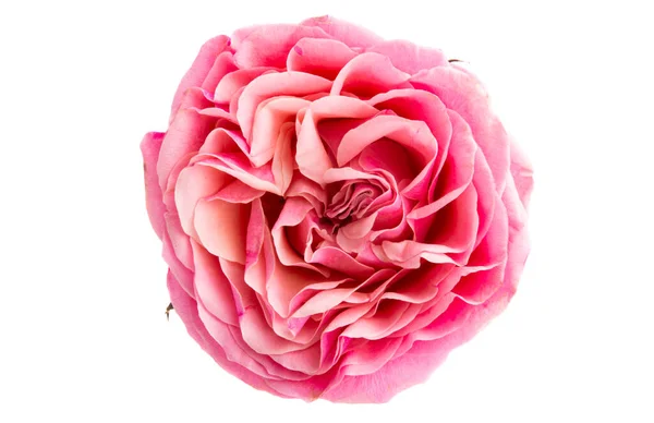 美丽的粉红玫瑰 白色背景隔离 — 图库照片