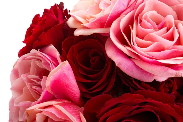 Красиві Рожеві Троянди Ізольовані Білому Тлі — стокове фото