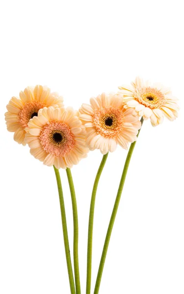 Bouquet Gerbera Isolé Sur Fond Blanc — Photo