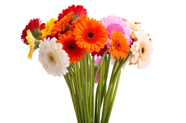 Bouquet Gerbera Isolado Fundo Branco — Fotografia de Stock