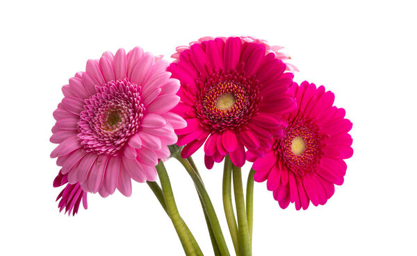 gerbera bouquet isolated on white background