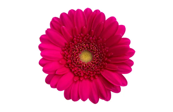 Red Gerbera Isolated White Background — Stock Photo, Image