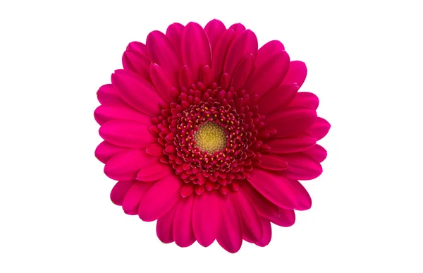 Röd Gerbera Isolerad Vit Bakgrund — Stockfoto