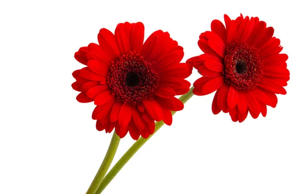 Gerberas Rojas Aisladas Sobre Fondo Blanco —  Fotos de Stock