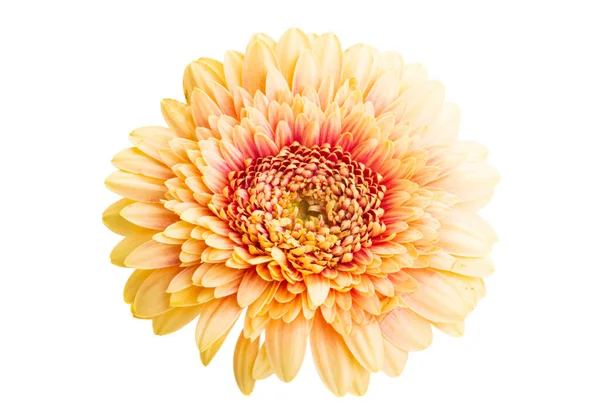 Gerbera Pomponi Isolated White Background Royalty Free Stock Images