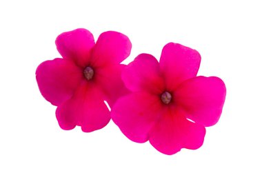 Beyaz arkaplanda izole edilmiş pembe verbena