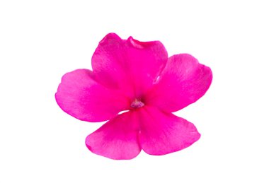 Beyaz arkaplanda izole edilmiş pembe verbena