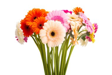 Güzel Gerbera beyaz arka planda izole edilmiş.