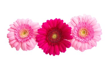 Güzel Gerbera beyaz arka planda izole edilmiş.