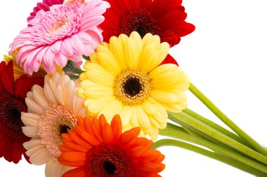 Güzel Gerbera beyaz arka planda izole edilmiş.