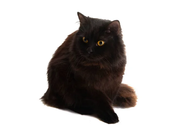 Black Cat Isolated White Background — Stock Photo, Image