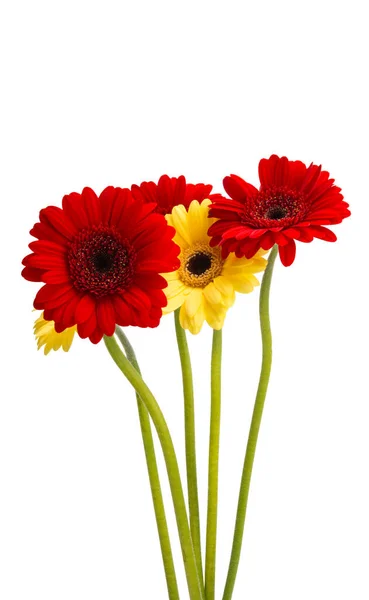 Mooie Gerbera Geïsoleerd Witte Achtergrond — Stockfoto