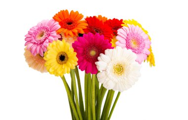 Güzel Gerbera beyaz arka planda izole edilmiş.