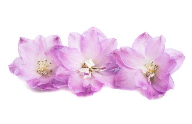 Beyaz arkaplanda izole edilmiş güzel çiçek dezenyumu