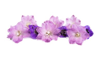 Beyaz arkaplanda izole edilmiş güzel çiçek dezenyumu