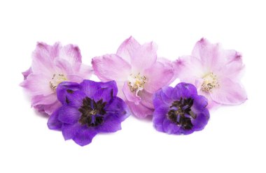 Beyaz arkaplanda izole edilmiş güzel çiçek dezenyumu