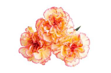 karanfil beyaz arka grubunda izole edilmiş bir şekilde kapanıyor.