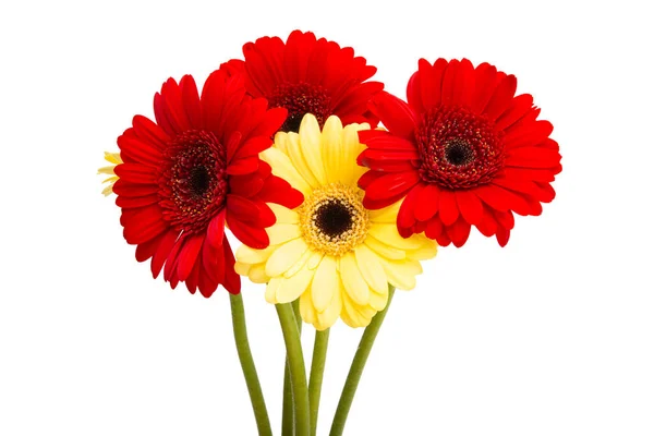 Schöne Gerbera Isoliert Auf Weißem Hintergrund — Stockfoto