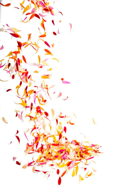 colored gerbera petals isolated on white background