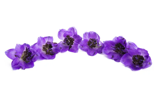 Vackra Blommor Delfiner Isolerad Vit Bakgrund — Stockfoto