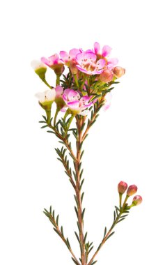 flowers of wax myrtle isolated on white background clipart