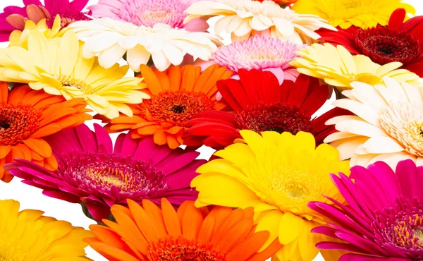 çok renkli gerbera beyaz arkaplanda izole