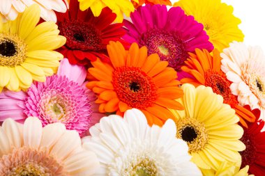 çok renkli gerbera beyaz arkaplanda izole