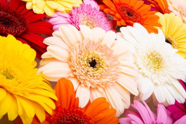 çok renkli gerbera beyaz arkaplanda izole