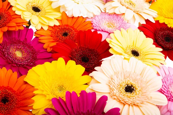 Multicolored Gerbera Isolated White Background — Stock Photo, Image