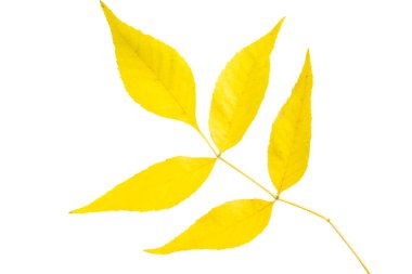 sonbahar yaprakları beyaz arkaplanda izole