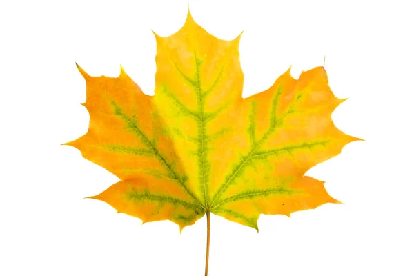 Осенние Листья Изолированы Белом Фоне — стоковое фото