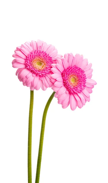 Lindas Flores Gerbera Isoladas Fundo Branco — Fotografia de Stock