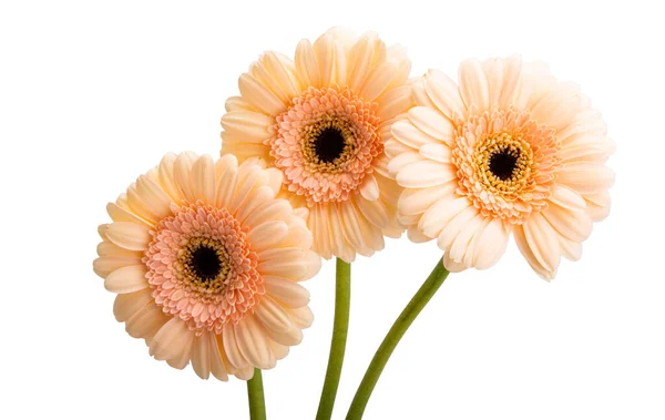 Bellissimi Fiori Gerbera Isolati Sfondo Bianco — Foto Stock