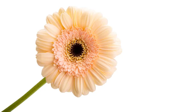 Lindas Flores Gerbera Isoladas Fundo Branco — Fotografia de Stock