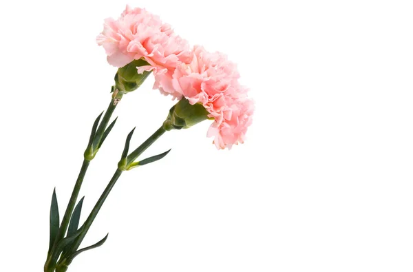 Beautiful Carnation Flowers Isolated White Background — Stock Photo, Image