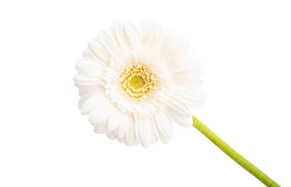 Belles Fleurs Gerbera Isolées Sur Fond Blanc — Photo