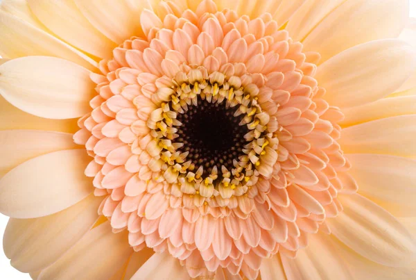 Hermosas Flores Gerberas Aisladas Sobre Fondo Blanco —  Fotos de Stock