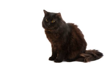 Siyah kedi beyaz arka planda izole edilmiş