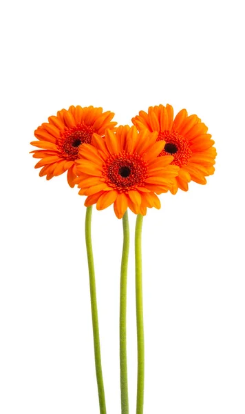 Vackra Gerbera Blommor Isolerade Vit Bakgrund — Stockfoto